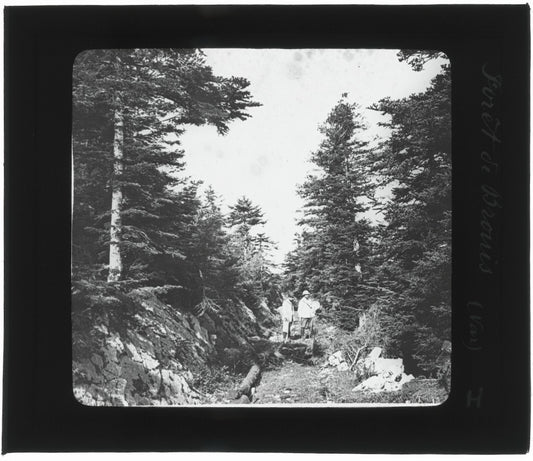 Forêt du Brouis, Var, photo ancienne plaque de verre, positif 8,5x10 cm