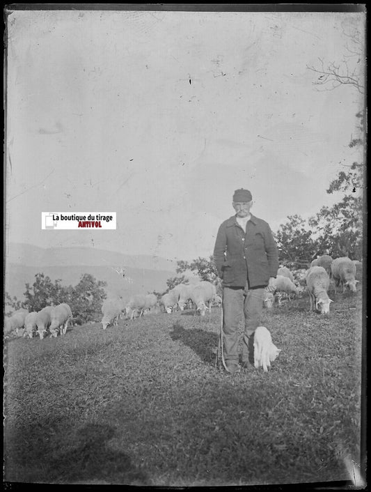 Ferme, berger, mouton, Plaque verre photo ancienne, négatif noir & blanc 9x12 cm