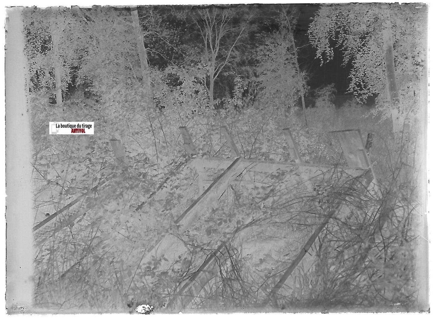 Barrière, nature, Plaque verre photo ancienne, négatif noir & blanc 6x9 cm