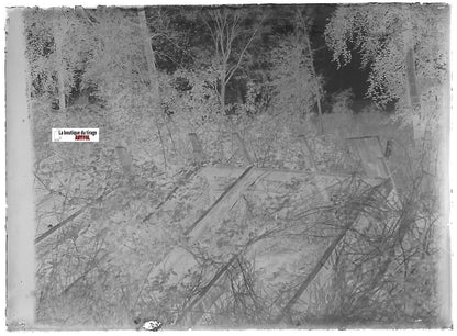 Barrière, nature, Plaque verre photo ancienne, négatif noir & blanc 6x9 cm