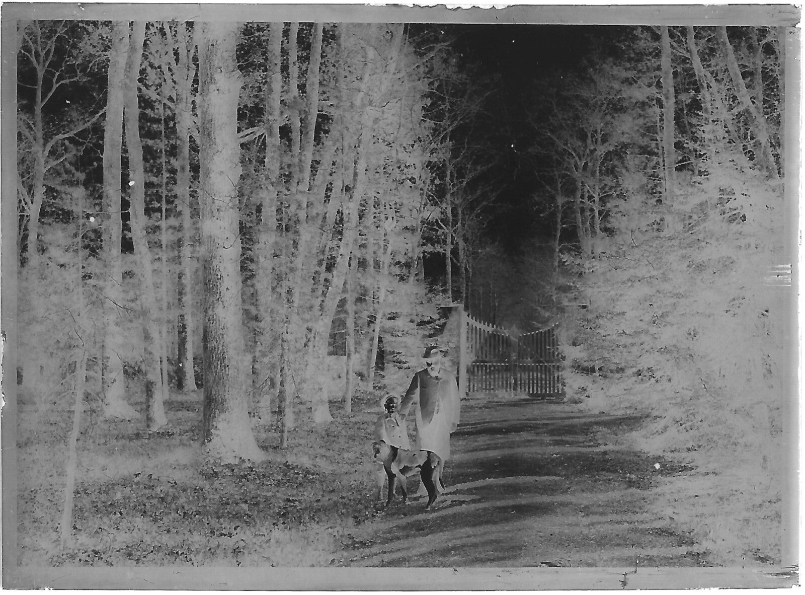 Plaque verre photo ancienne négatif noir et blanc 6x9 cm père fils chien entrée