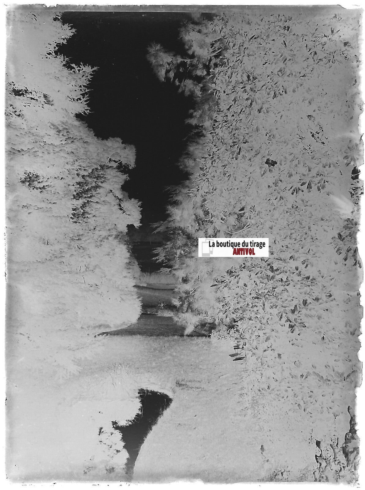 Parc, jardin, France, Plaque verre photo ancienne, négatif noir & blanc 9x12 cm