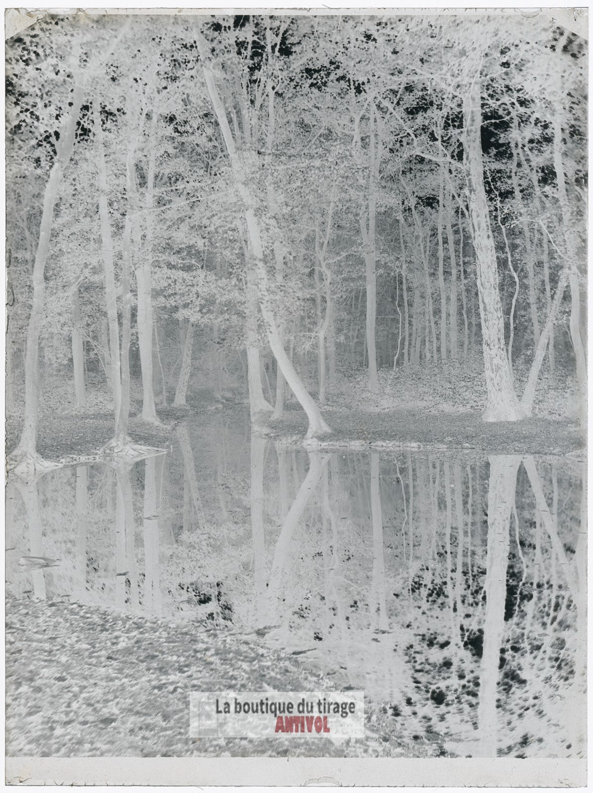 Bois de Boulogne, Paris, plaque verre, photo ancienne, négatif 9x12 cm