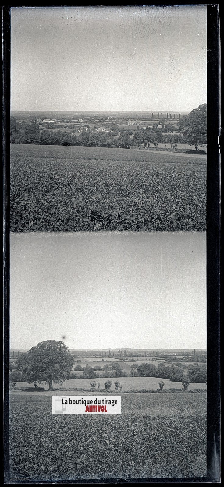 Champs, paysage France, plaque verre, photo ancienne, négatif N&B 6x13 cm