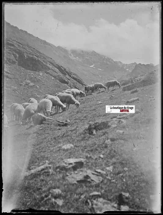 Montagne, brebis, Plaque verre photo ancienne, négatif noir & blanc 9x12 cm