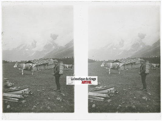 Vaches et paysan, Alpes Suisse, stéréo photo plaque verre, noir & blanc, 9x12 cm