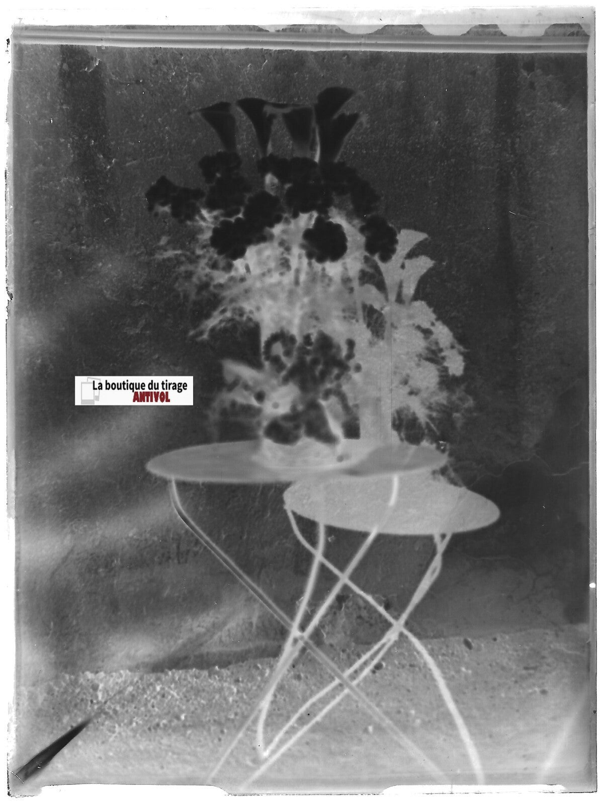 Bouquet fleurs, Plaque verre photo ancienne, négatif noir & blanc 9x12 cm