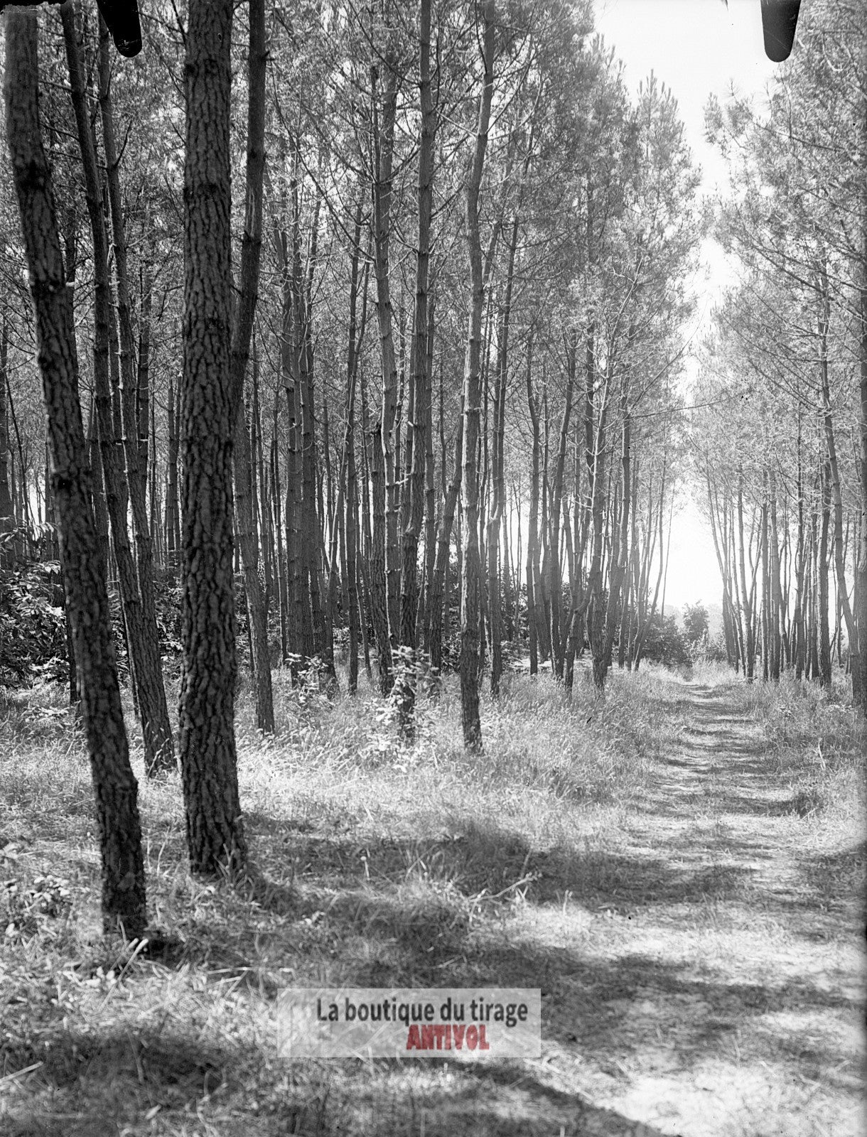 Allée forestière ensoleillée, plaque verre, photo ancienne, négatif 9x12 cm