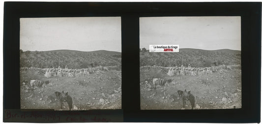 Arabes, Bir el Afou, Tunisie 1908, plaque verre stéréoscopique, positif 7x15 cm