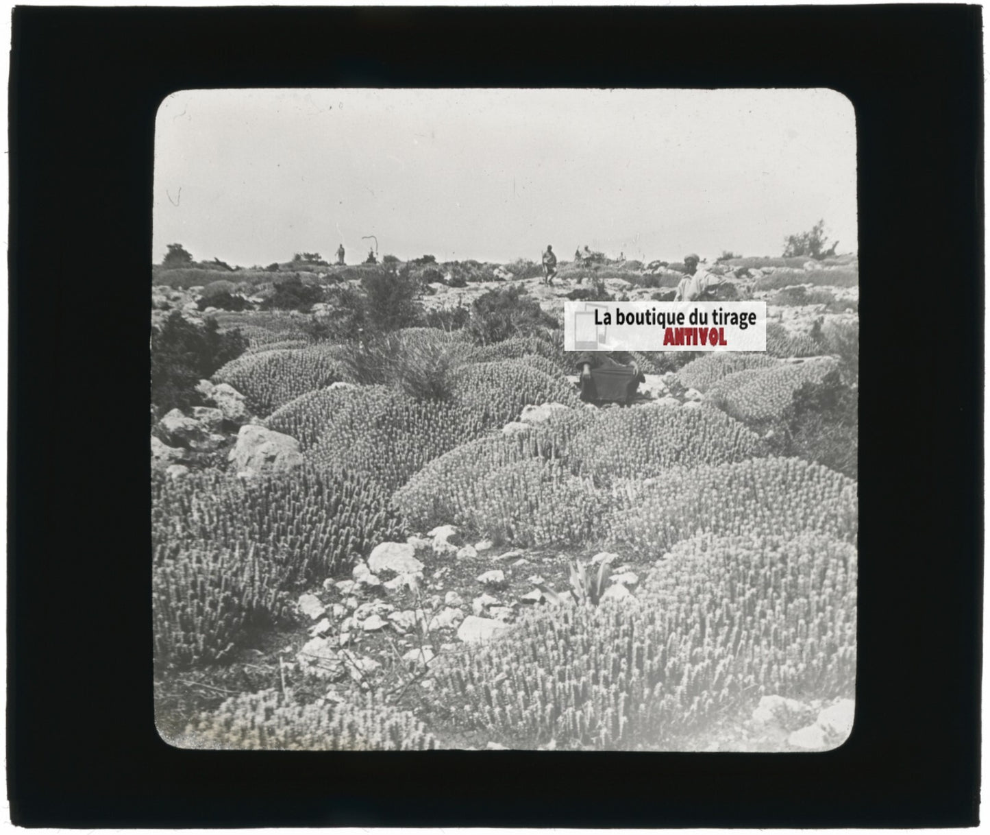 Euphorbe résinifère, Maroc, paysage, photo plaque verre, positif 8,5x10 cm