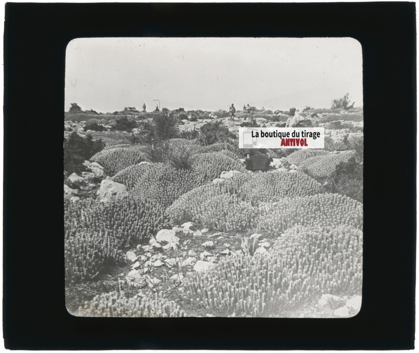 Euphorbe résinifère, Maroc, paysage, photo plaque verre, positif 8,5x10 cm