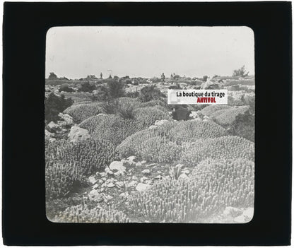 Euphorbe résinifère, Maroc, paysage, photo plaque verre, positif 8,5x10 cm