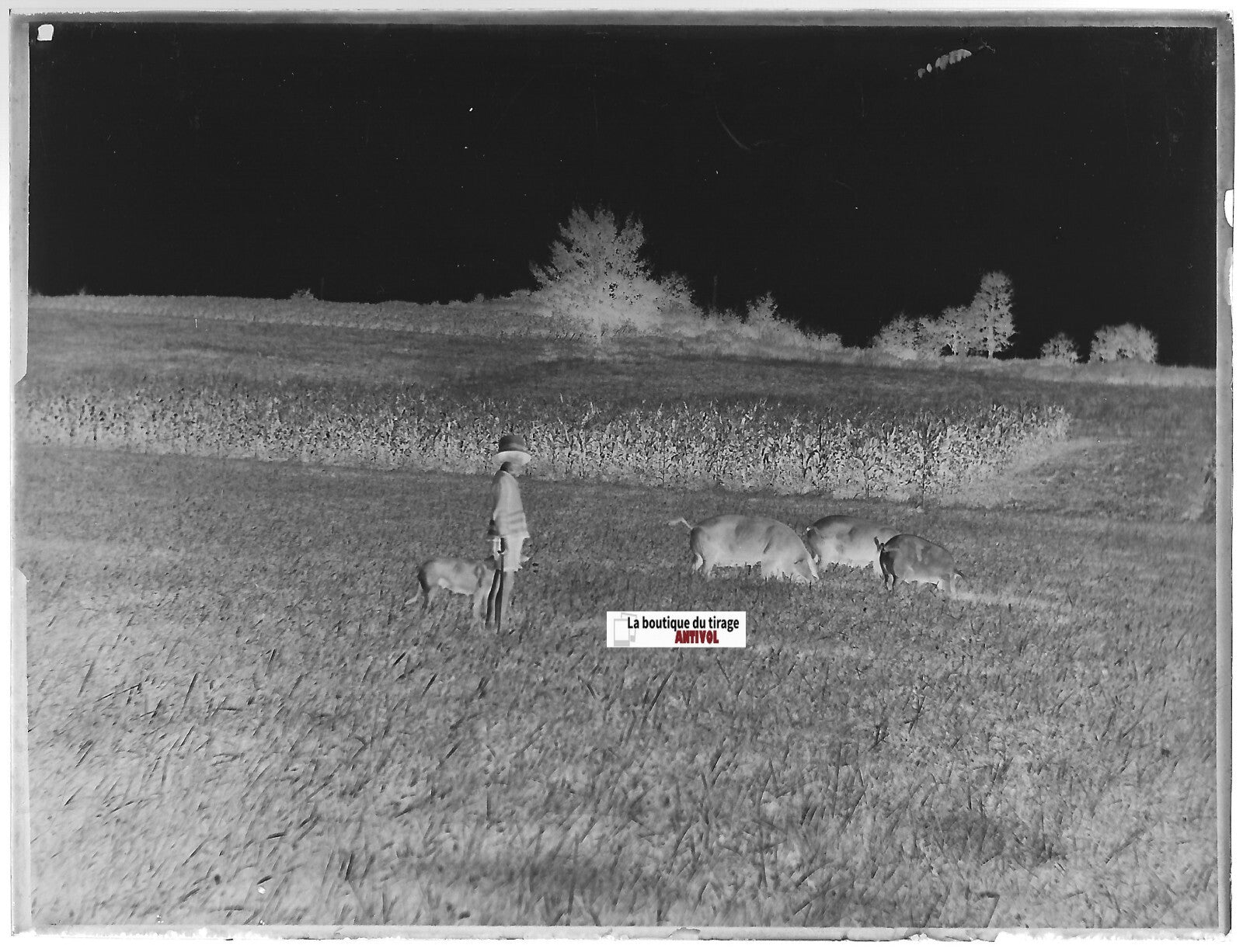 Enfant, cochons, chien, ferme, Plaque verre photo, négatif noir & blanc 9x12 cm