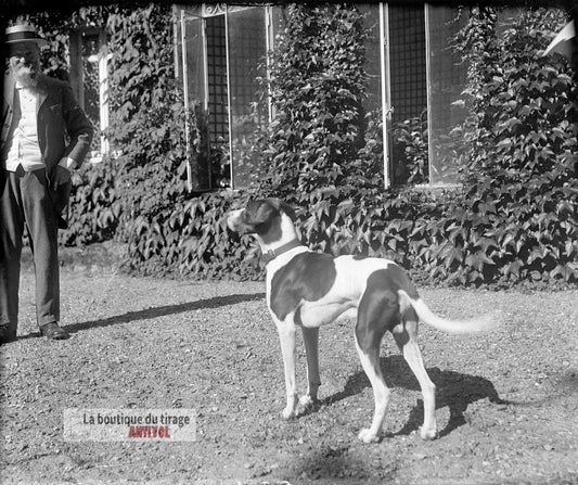 Gentleman, chien de chasse, plaque verre, photo ancienne, négatif 9x12 cm