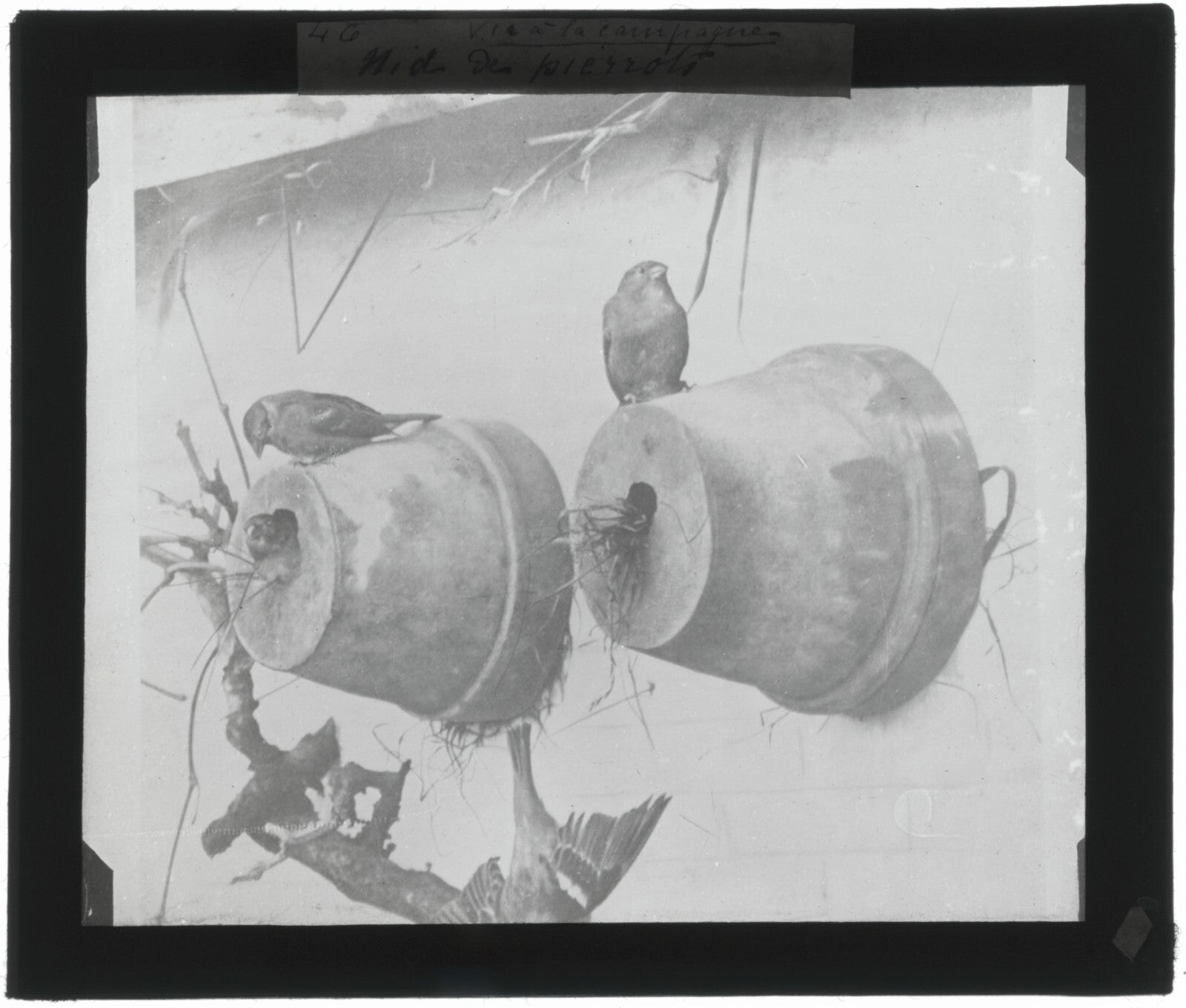 Nid de Pierrots, oiseaux, photo ancienne plaque de verre, positif 8,5x10 cm