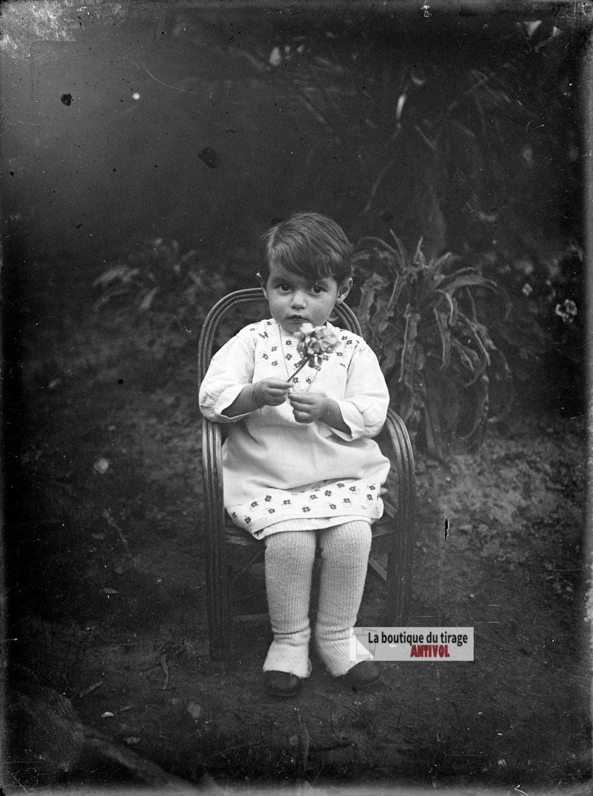 Jeune enfant tenant une fleur, plaque verre photo ancienne, négatif 9x12 cm