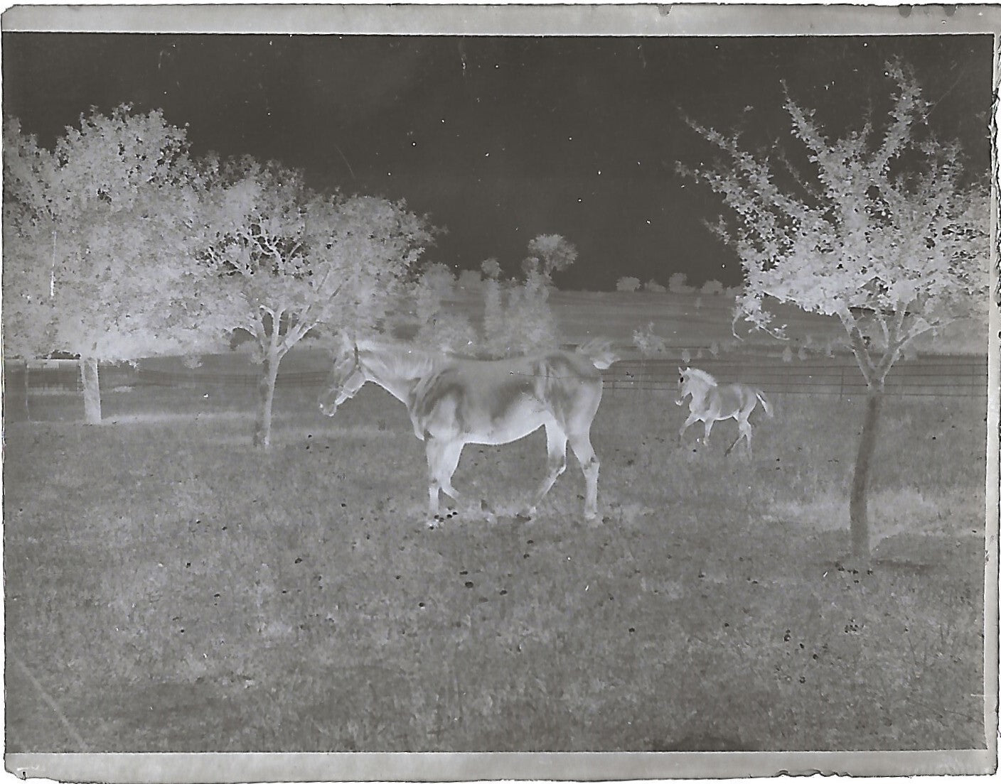 Bailly, Renard, chevaux, photos plaque de verre, lot de 10 négatifs 4x6 cm