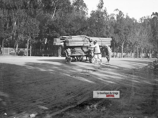 Transport de poutres, Algérie, plaque verre photo ancienne, négatif 9x12 cm