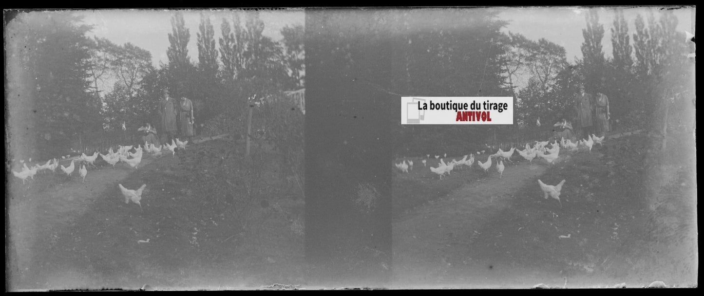 Campagne, poules, Plaque verre stéréoscopie, négatif noir & blanc 4,5x10,7 cm