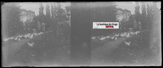 Campagne, poules, Plaque verre stéréoscopie, négatif noir & blanc 4,5x10,7 cm