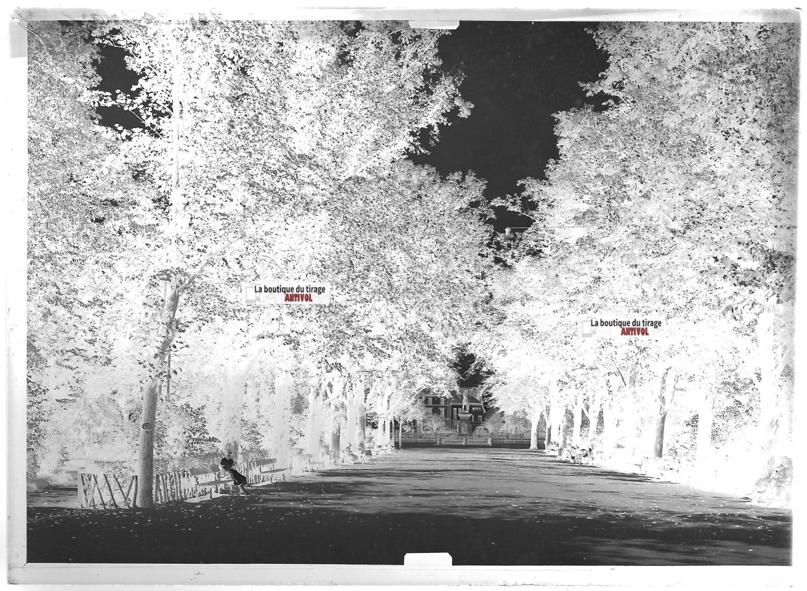 Plaque verre photo ancienne négatif noir et blanc 13x18 cm Colmar jardin public