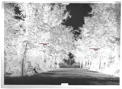 Plaque verre photo ancienne négatif noir et blanc 13x18 cm Colmar jardin public