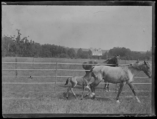 Plaque verre photo ancienne négatif noir et blanc 4x6 cm chevaux château Bailly