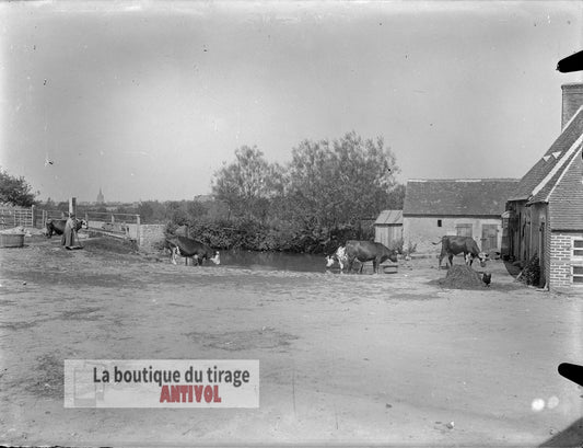 Cour de ferme, vaches, plaque verre, photo ancienne, négatif 9x12 cm