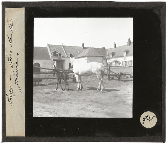 Poulain, Cerny-lès-Bucy, photo ancienne plaque de verre, positif 8,5x10 cm