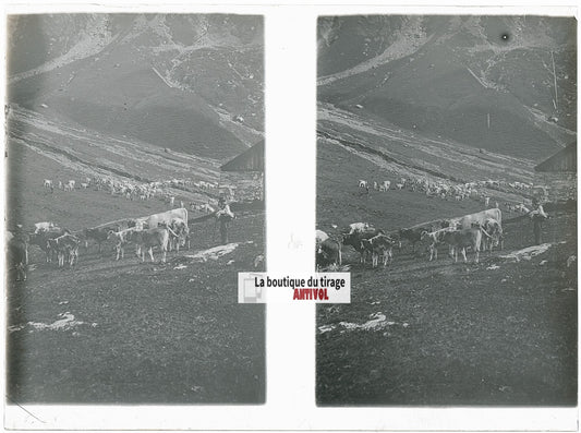 Troupeaux vaches, Alpes Suisse, stéréo photo plaque verre, noir & blanc, 9x12 cm