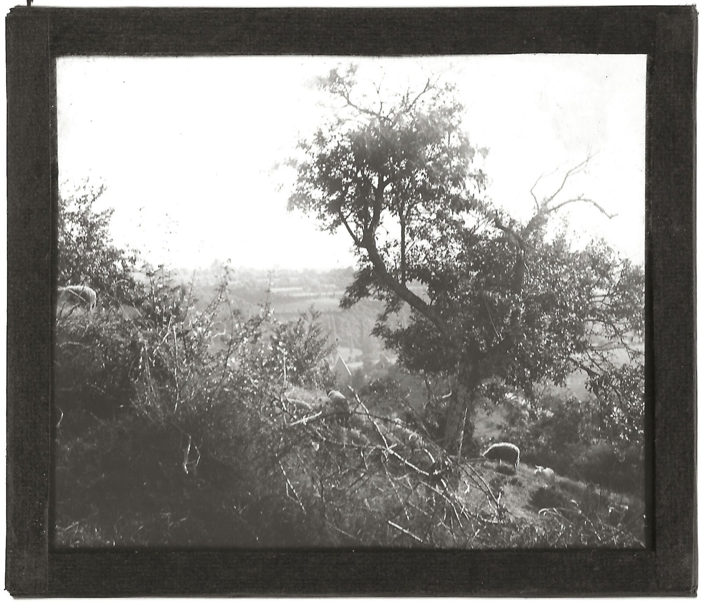 Paysage, moutons, campagne, photo ancienne plaque de verre, positif 8,5x10 cm