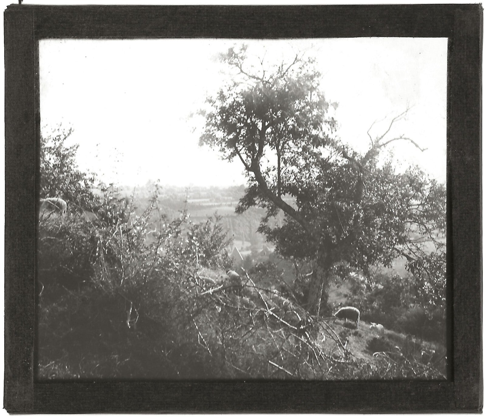 Paysage, moutons, campagne, photo ancienne plaque de verre, positif 8,5x10 cm