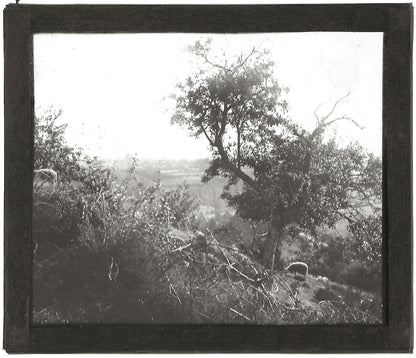 Paysage, moutons, campagne, photo ancienne plaque de verre, positif 8,5x10 cm