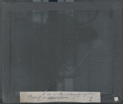 Boeuf, Limousine, ferme, photo plaque verre, noir & blanc, positif 8,5x10 cm