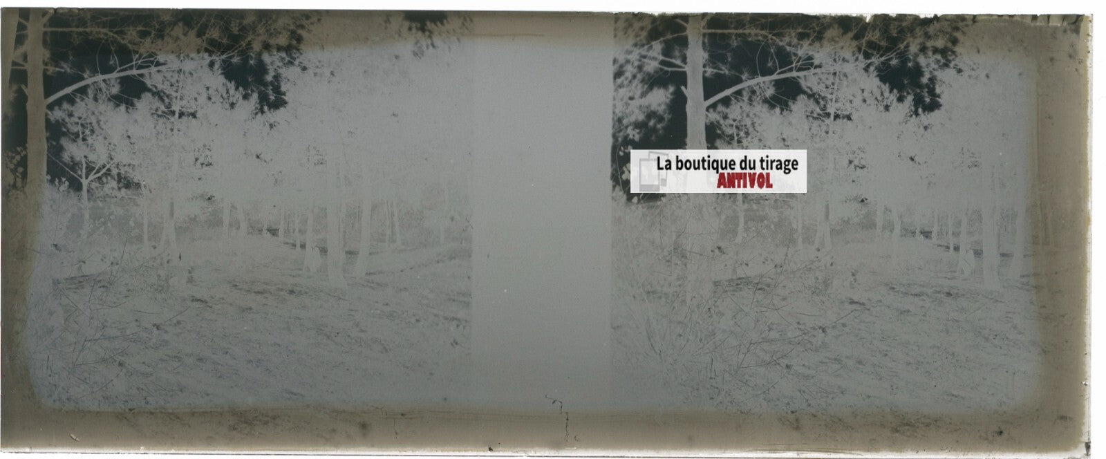 Campagne, nature, Plaque verre stéréoscopie, négatif noir & blanc 4,5x10,7 cm