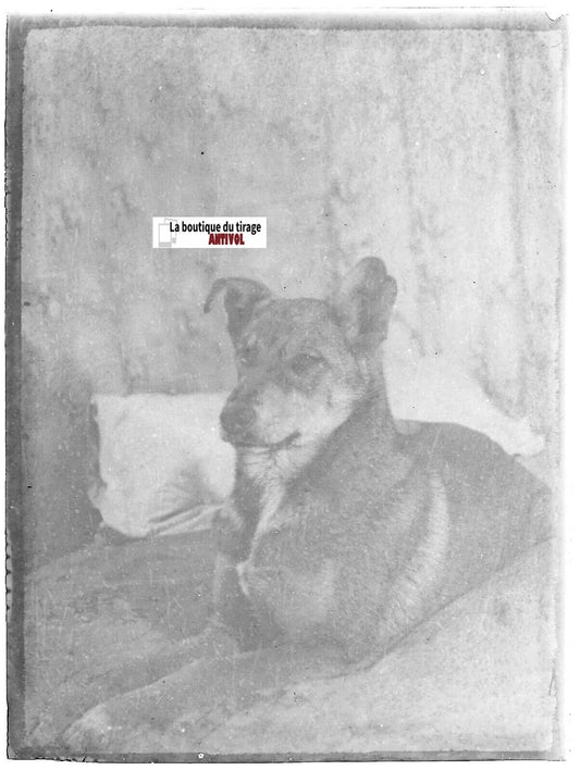 Chien, France, animal, plaque verre photo ancienne, positif noir & blanc 9x12 cm