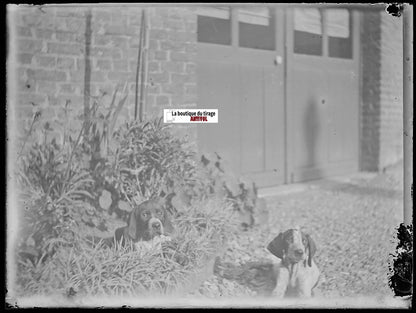 Chiens, chiots, plaque verre photo ancienne, négatif noir & blanc 9x12 cm