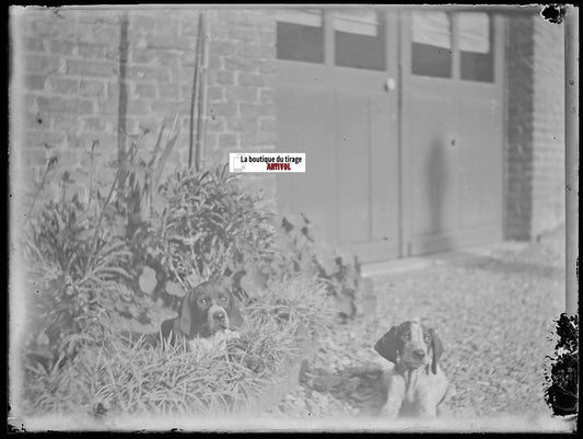 Chiens, chiots, plaque verre photo ancienne, négatif noir & blanc 9x12 cm