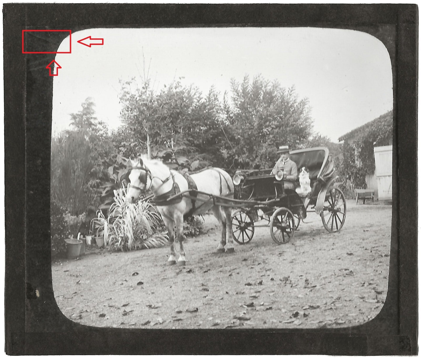 Vertou, cheval calèche, chien, photo ancienne plaque de verre, positif 8,5x10 cm