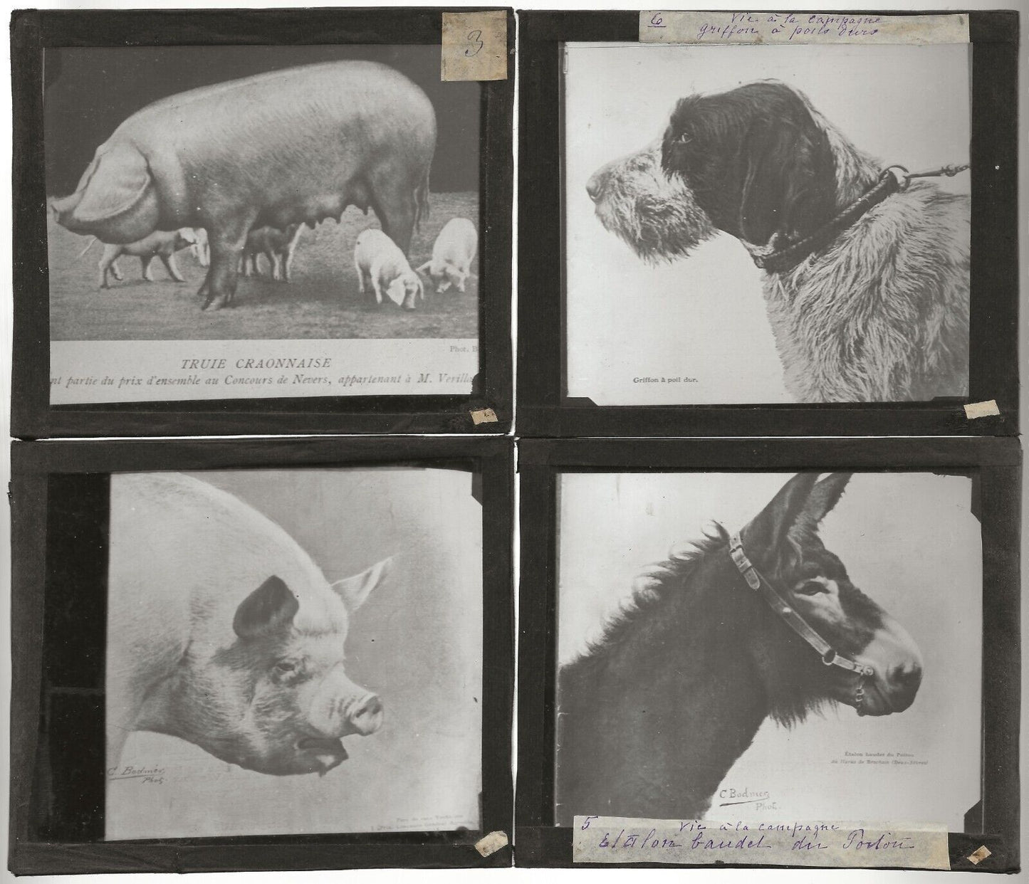 Vie animale France, photos anciennes plaques de verre, lot 10 positifs 8,5x10 cm