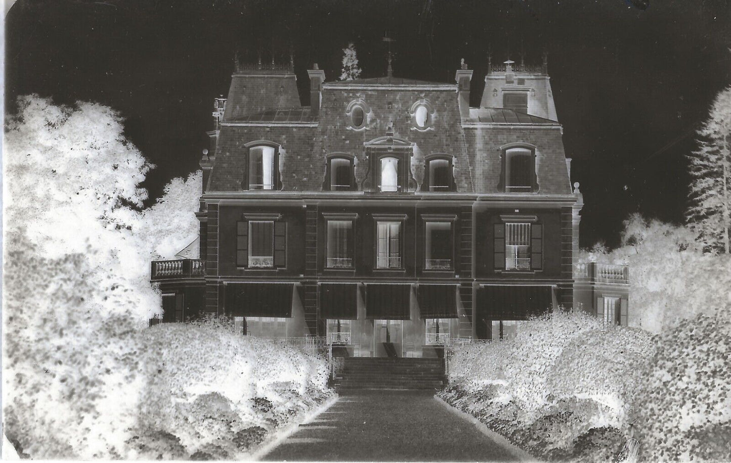 Plaque verre photo ancienne négatif 9x14 cm, noir et blanc arbre parc