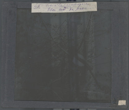 Nid de Pie, oiseau, photo ancienne plaque de verre, positif 8,5x10 cm