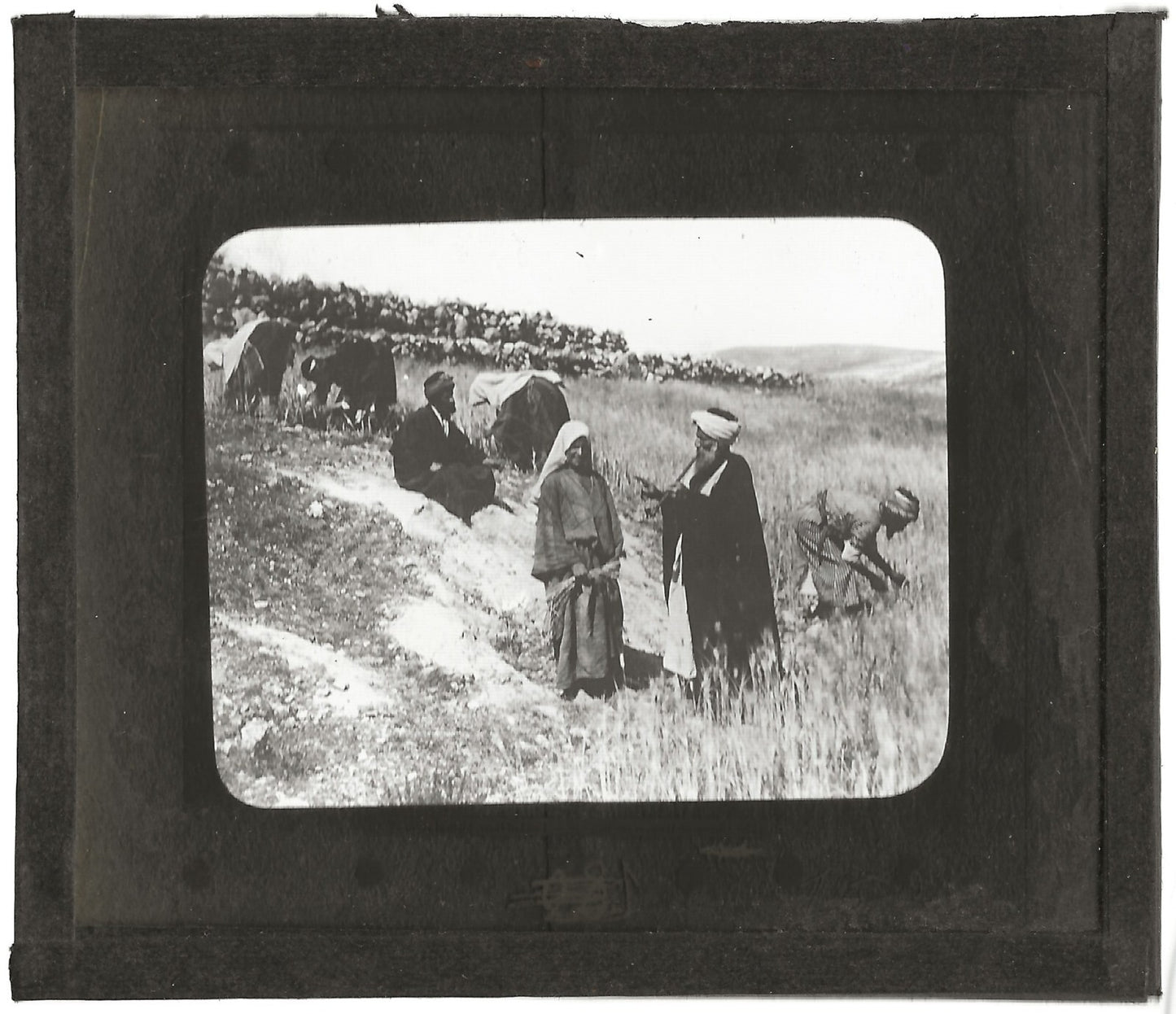 Champ de Booz, histoire, photo ancienne plaque de verre, positif 8,5x10 cm