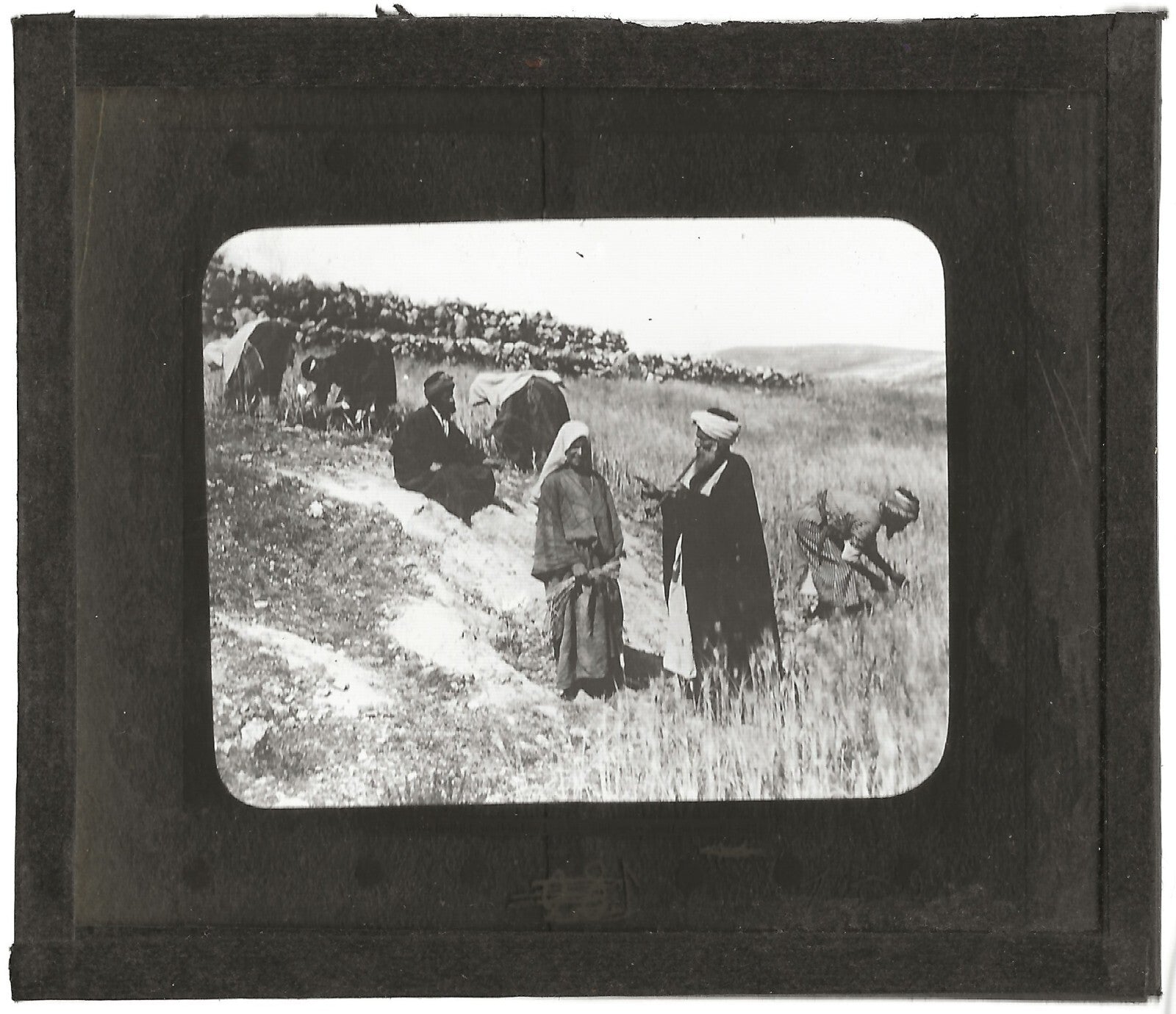 Champ de Booz, histoire, photo ancienne plaque de verre, positif 8,5x10 cm