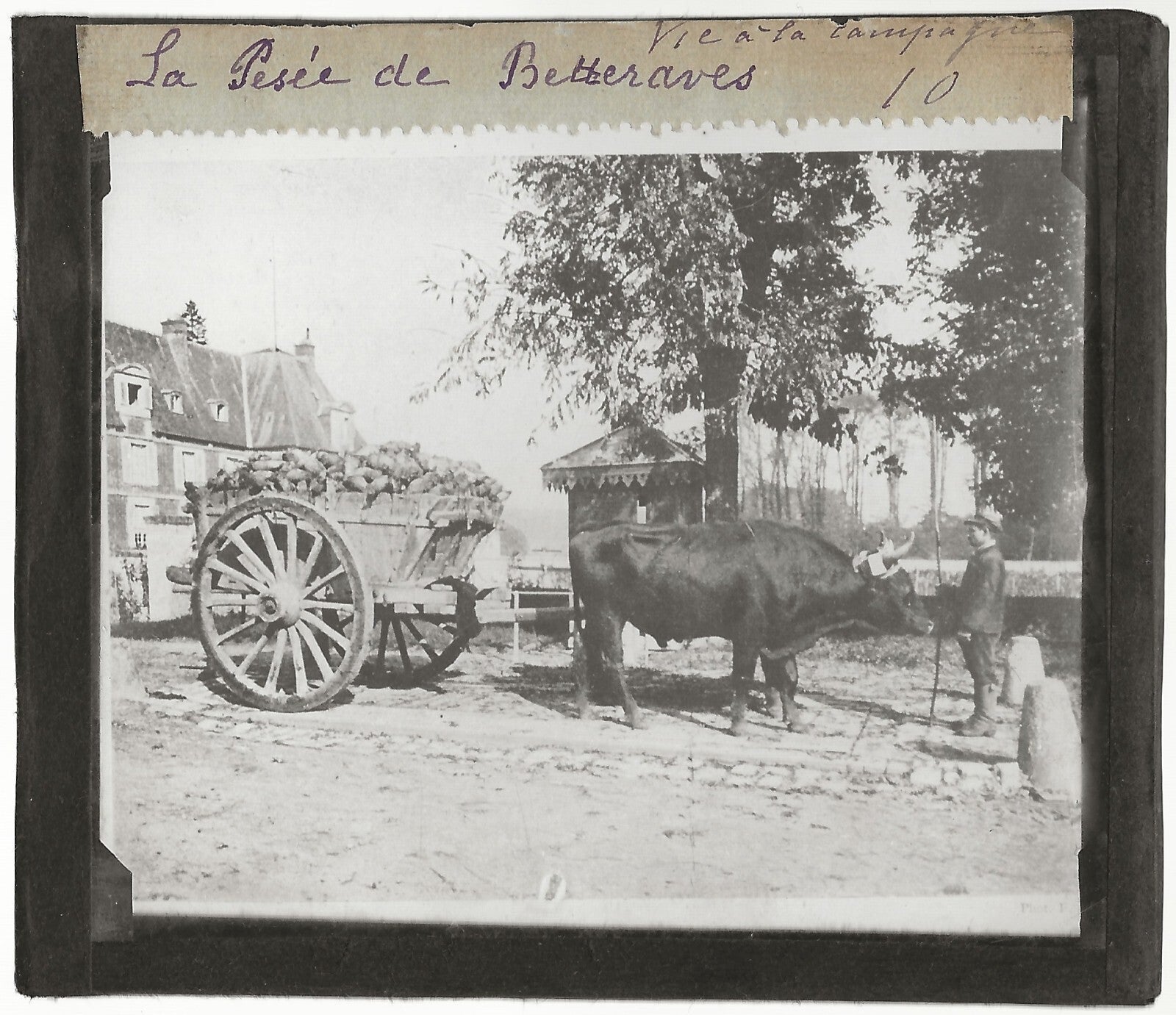 Campagne France, pesée betteraves, photo plaque de verre, positif 8,5x10 cm