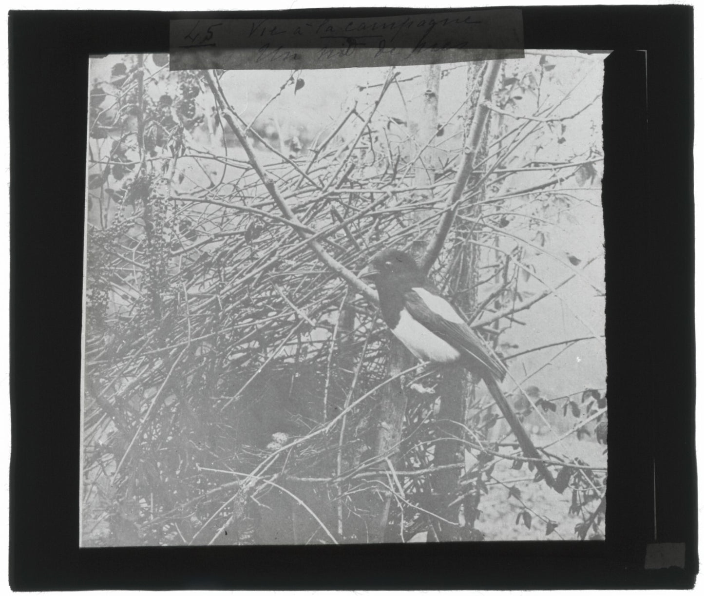 Nid de Pie, oiseau, photo ancienne plaque de verre, positif 8,5x10 cm