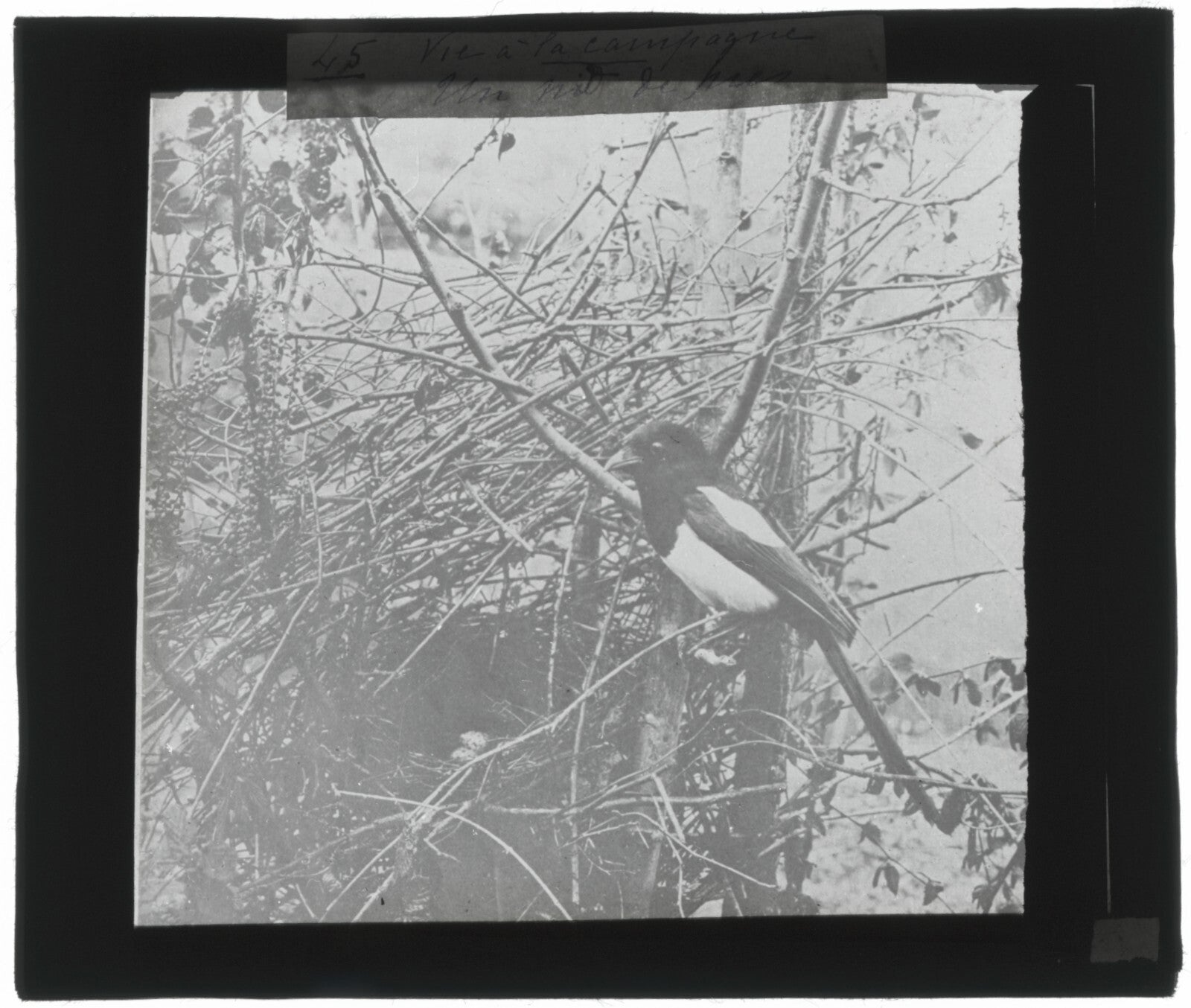Nid de Pie, oiseau, photo ancienne plaque de verre, positif 8,5x10 cm