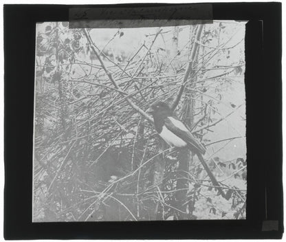 Nid de Pie, oiseau, photo ancienne plaque de verre, positif 8,5x10 cm