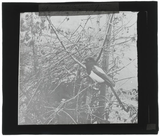 Nid de Pie, oiseau, photo ancienne plaque de verre, positif 8,5x10 cm