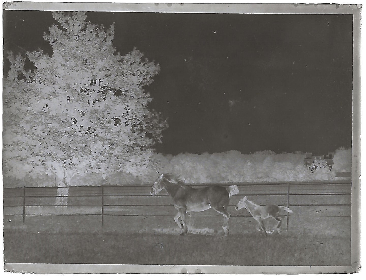 France Bailly, Renard, poulain, photos plaque de verre, lot de 9 négatifs 4x6 cm